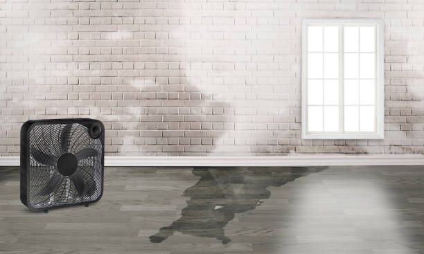 Best Carpet water damage restoration  in Elkhart, IN